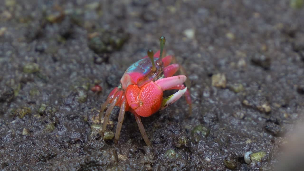 A fiddler crab forages on the muddy ground of a mangrove forest, sifting through sediment for micronutrients, close up shot.