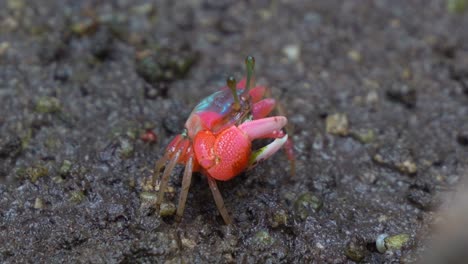 a fiddler crab forages on the muddy ground of a mangrove forest, sifting through sediment for micronutrients, close up shot.