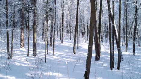 flying between the trees in snowy forest winter.