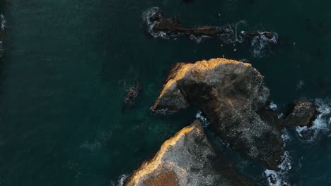 Rising-top-down-drone-shot-of-a-seabird-sanctuary-in-California