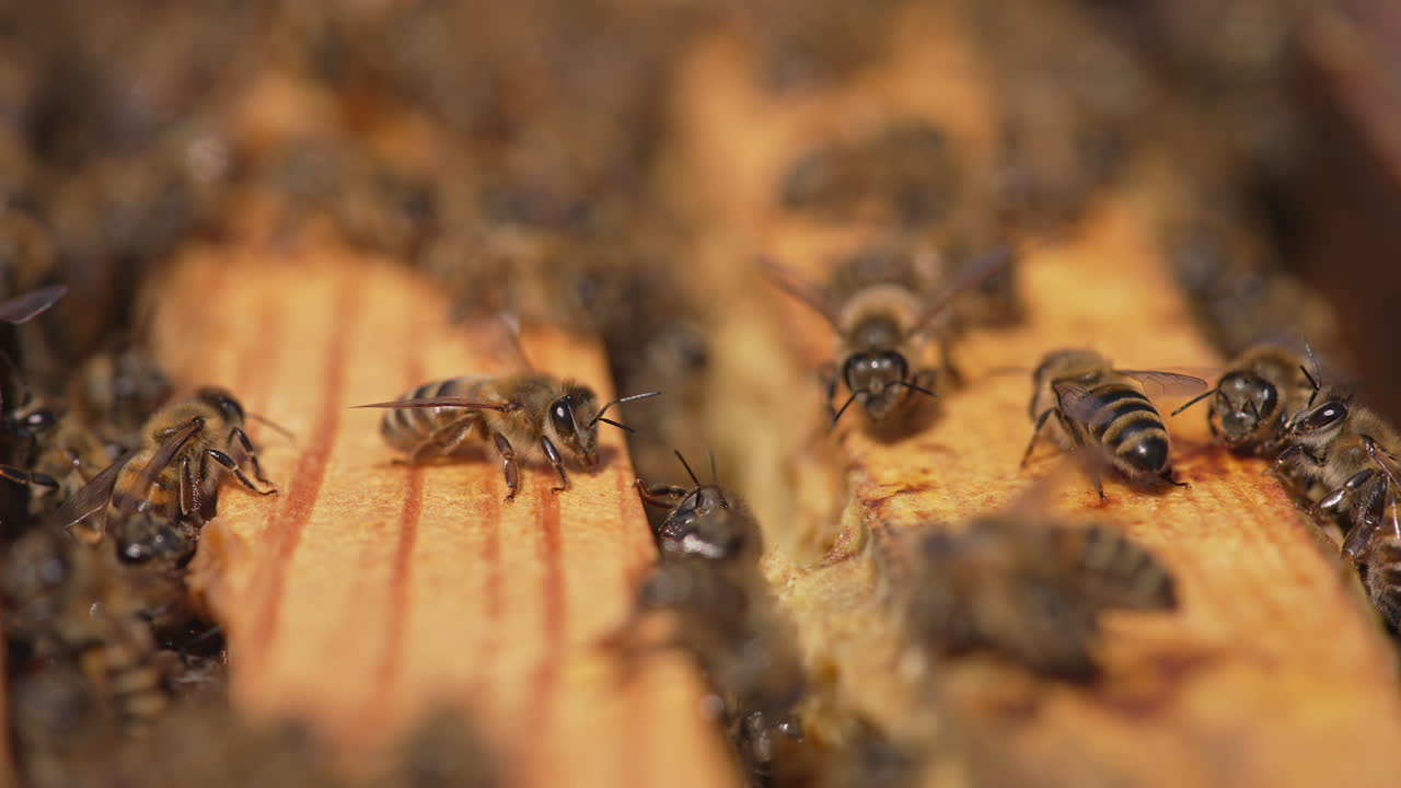 Close up of bees working in the hive. Beekeeping wax insects summer honeycombs.