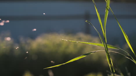 sunlight on grass and flies