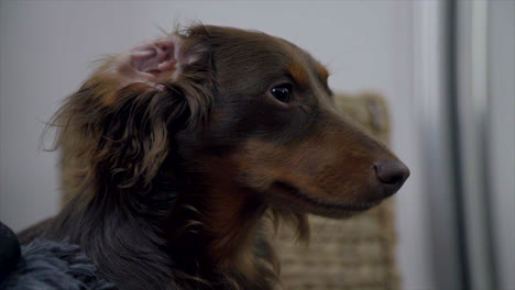 lindo perro salchicha con la oreja doblada