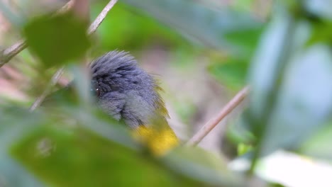 Tropischer-Grau-Gefiederter-Kleiner-Vogel,-Nahaufnahme