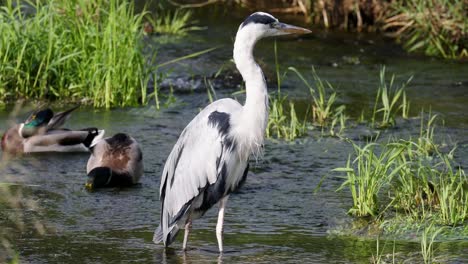 close up of grey heron standing in shallow stream with mallard ducks in background