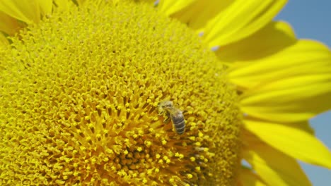 close-up of a vibrant yellow sunflower with a bee, set against a bright summer