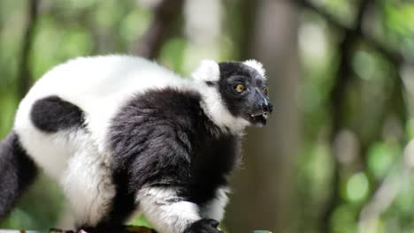 madagascar lemur_lemur rufo blanco y negro comiendo fruta