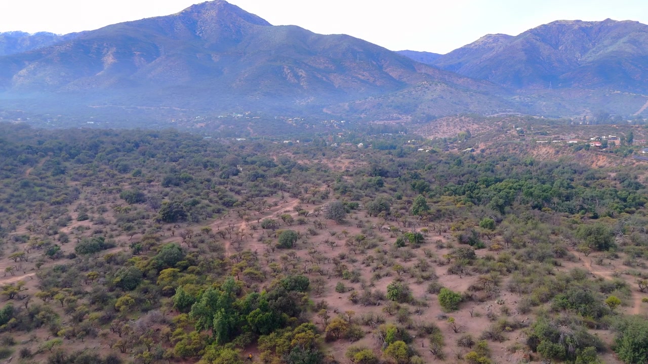Corbezzoli verdi tra la collina e dietro la catena montuosa delle Ande nel comune di Huelquen, Regione Metropolitana, Cile