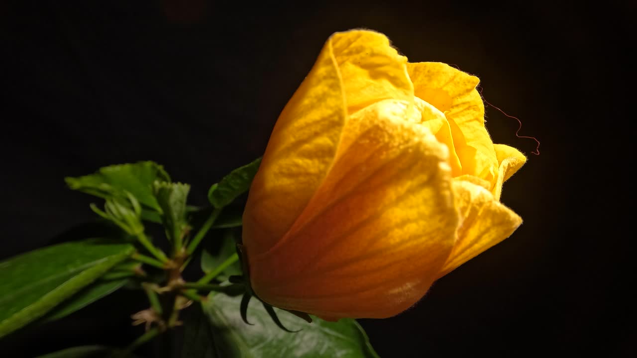 apertura de flor de hibisco rosa sinensis amarillo en lapso de tiempo de noche