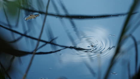 zancudo de agua deslizándose sobre la superficie del agua con reflejo - ángulo alto, cámara lenta