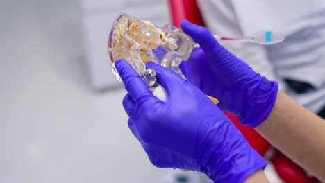 jaw mock in dentist's hands. plastic artificial teeth in hands of stomatologist in hospital. close-up. toothache prevention.