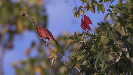 Northern-cardinal-on-a-small-branch