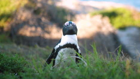 african penguin looking around on grassy hill in afternoon
