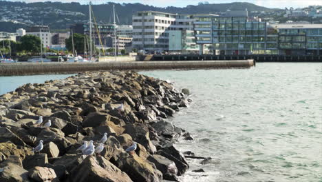 Seagulls-on-rock-seawall-in-Wellington-Harbour,-New-Zealand