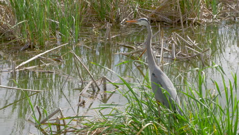 A-crane-behind-some-tall-grass-at-a-lake-in-the-Florida-everglades