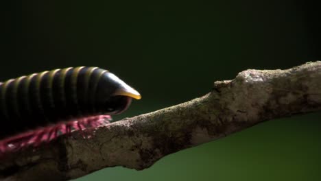 an extreme close up of a millipede moving along a branch in the everglades 4