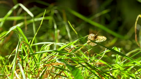 Capturando-Un-Barrido-Por-El-Vibrante-Césped-Verde---Primer-Plano