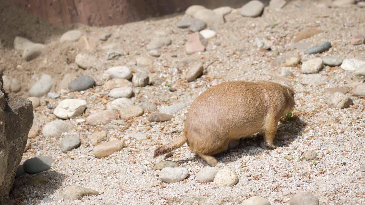 el perrito de las praderas de cola negra es un roedor de la familia sciuridae que se encuentra en las grandes llanuras de américa del norte