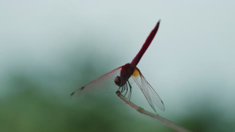 foto macro cinematográfica de vida silvestre de 4k de una mosca dragón parada en una rama en cámara lenta desde cerca