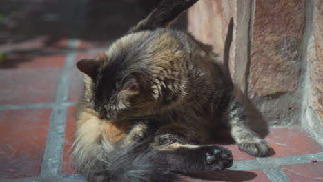 cat cycling in the sun