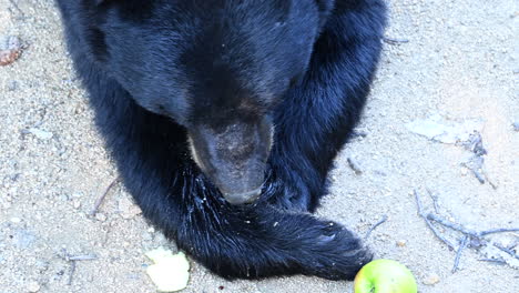 Primer-Plano,-Cabeza-De-Un-Oso-Negro-Comiendo-Una-Manzana-En-Un-Zoológico,-Mamífero