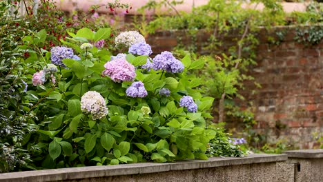 hydrangea flowers blooming in a garden