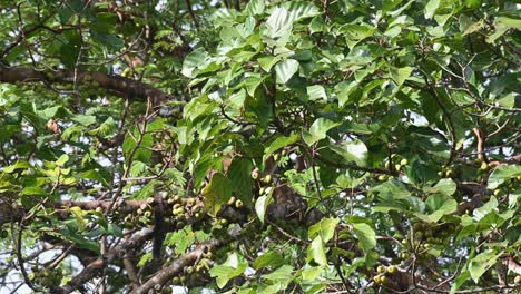 在一個有風的日子,三條條紋的棕<unk><unk> (arctogalidia trivirgata thailand) 在樹葉中隱藏,它的尾巴靠在左邊的樹枝上,樹枝上有水果.