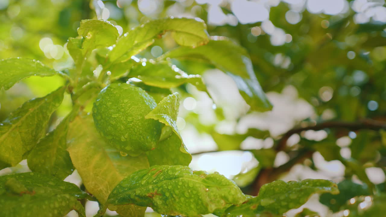 algunos limones con gotas de agua maduran al sol video 4k