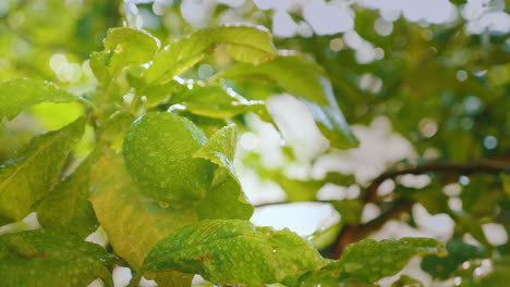 A-Few-Lemons-With-Water-Droplets-Ripen-In-The-Sun-4k-Video