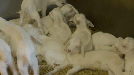 a pen of sleeping and playing baby goats in slow motion