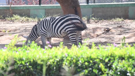 primer plano de cebra dentro de un parque zoológico