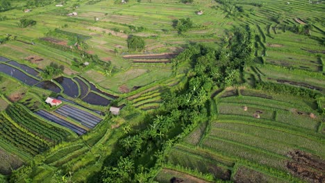 drone top down view of rice terraces panning up revealing a volcano in the background