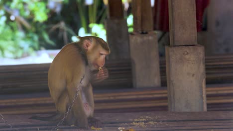 captive chained sad monkey eating