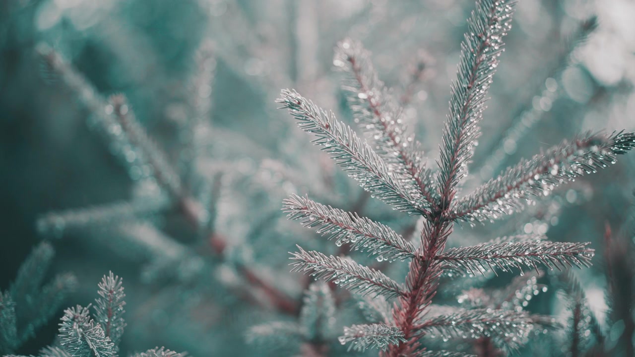 Evergreen Pine Tree Branch in Winter Sunlight Close Up With Raindrops and Frost on Pine Needles Branch Waves in Slight Breeze with other out of focus Pine Tree Branch Needles In Background 4K ProRes