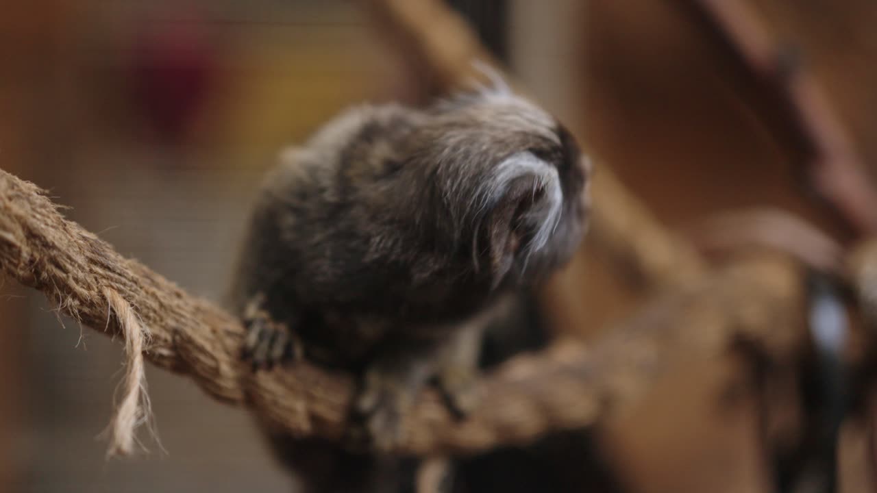 An inquisitive Cotton Eared Marmoset Monkey sitting on a piece of rope in an enclosure and then leaping off it