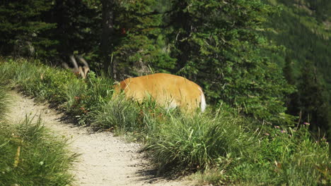 Weißwedelhirsche-Grasen-Neben-Dem-Wanderweg-Am-Berghang