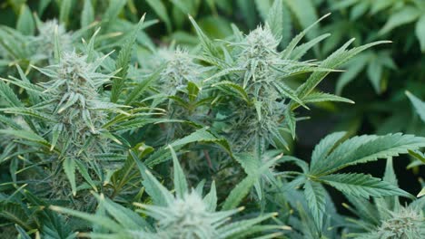 cannabis plants
