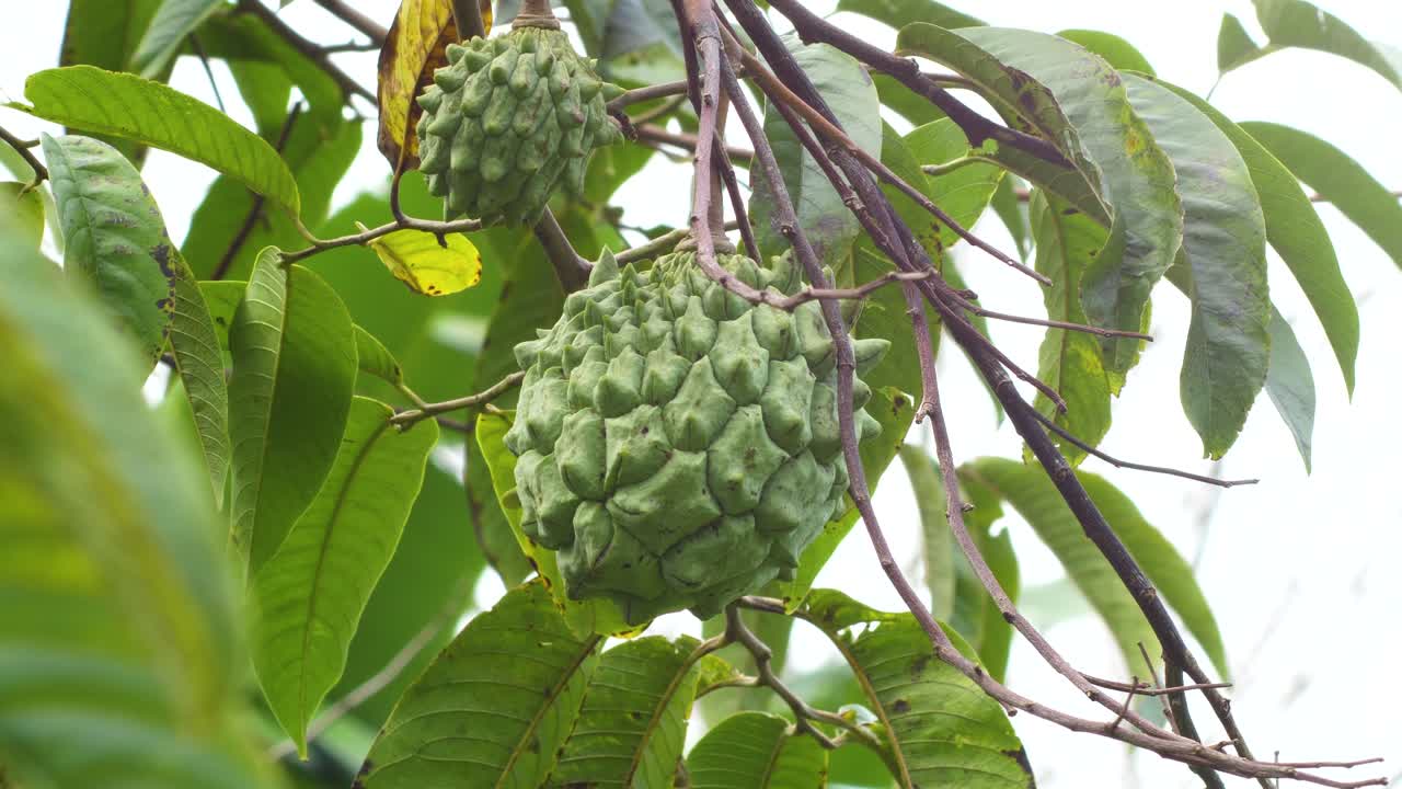la fruta de chirimoya crece en un árbol en la isla grande de hawaii
