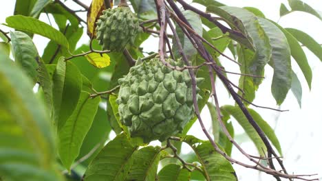 cherimoya fruit grow on tree in hawaii big island