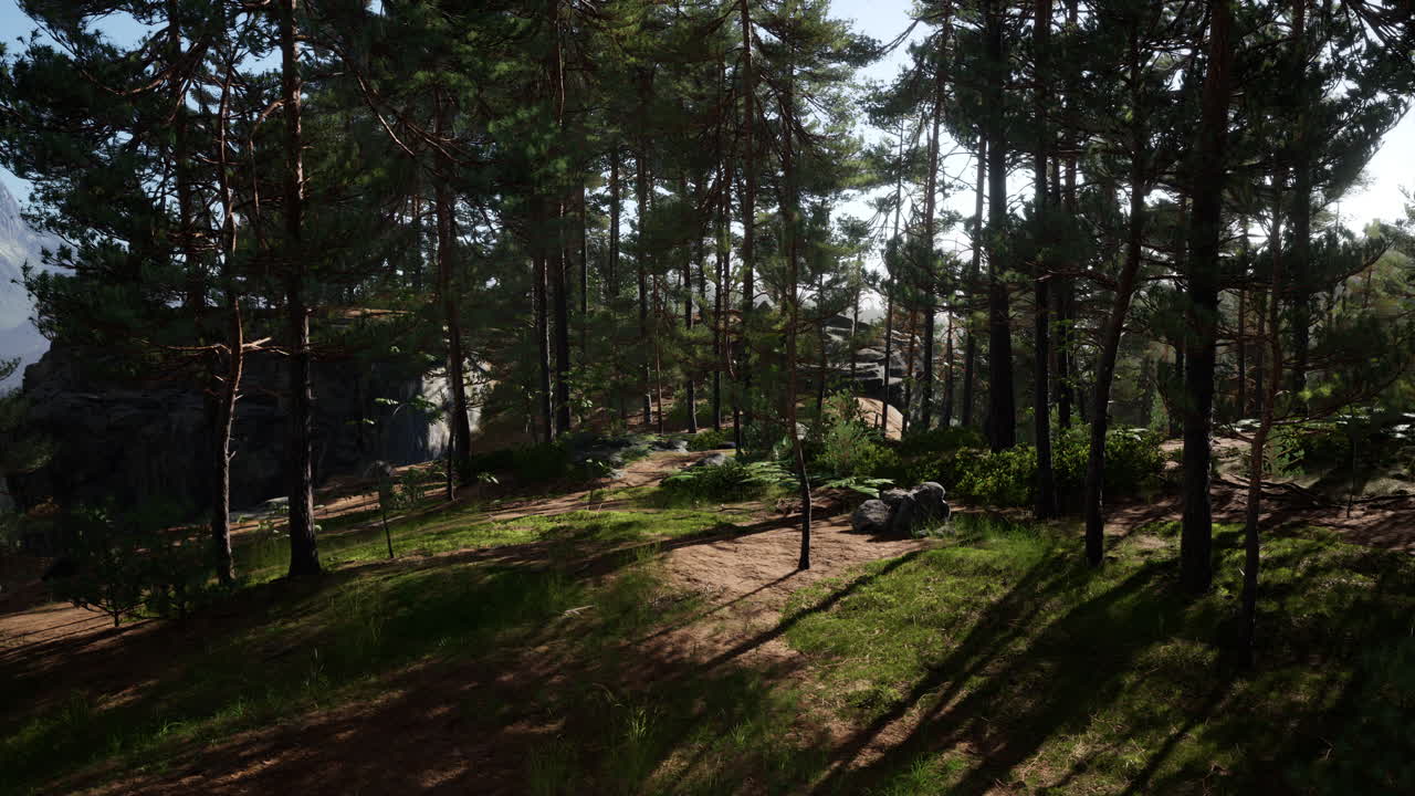 산 속 의 아름다운 상록색 숲