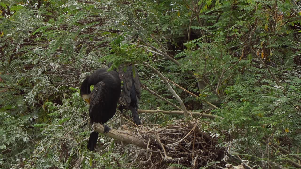 Two stunning Great Cormorants perched on a branch, cleaning their feather