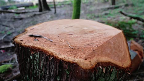 Pacific-Northwest,-Pacific-Spirit-Regional-Park-in-Vancouver,-British-Columbia-tree-cut-down,-cutting-trees