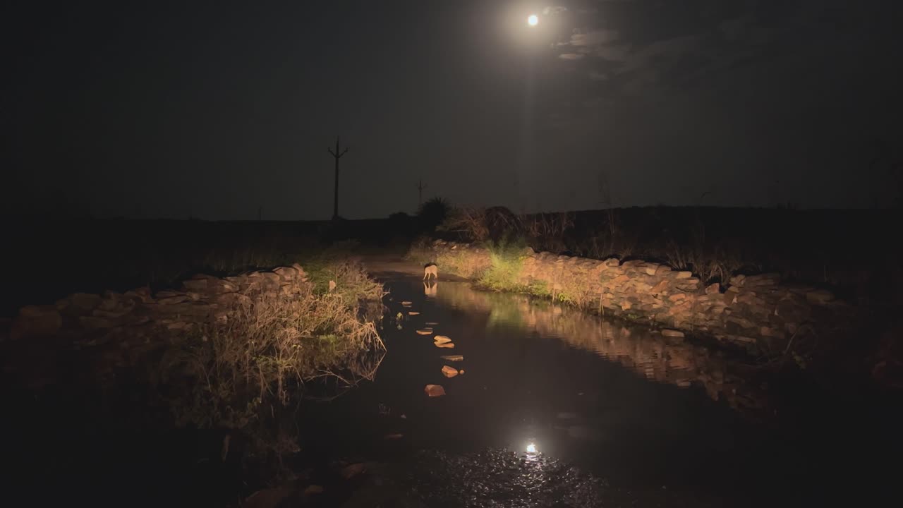 Golden jackal or Canis aureus crossing a rural road filled with water during night time in India