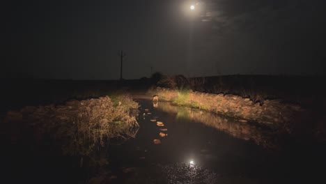 golden jackal or canis aureus crossing a rural road filled with water during night time in india
