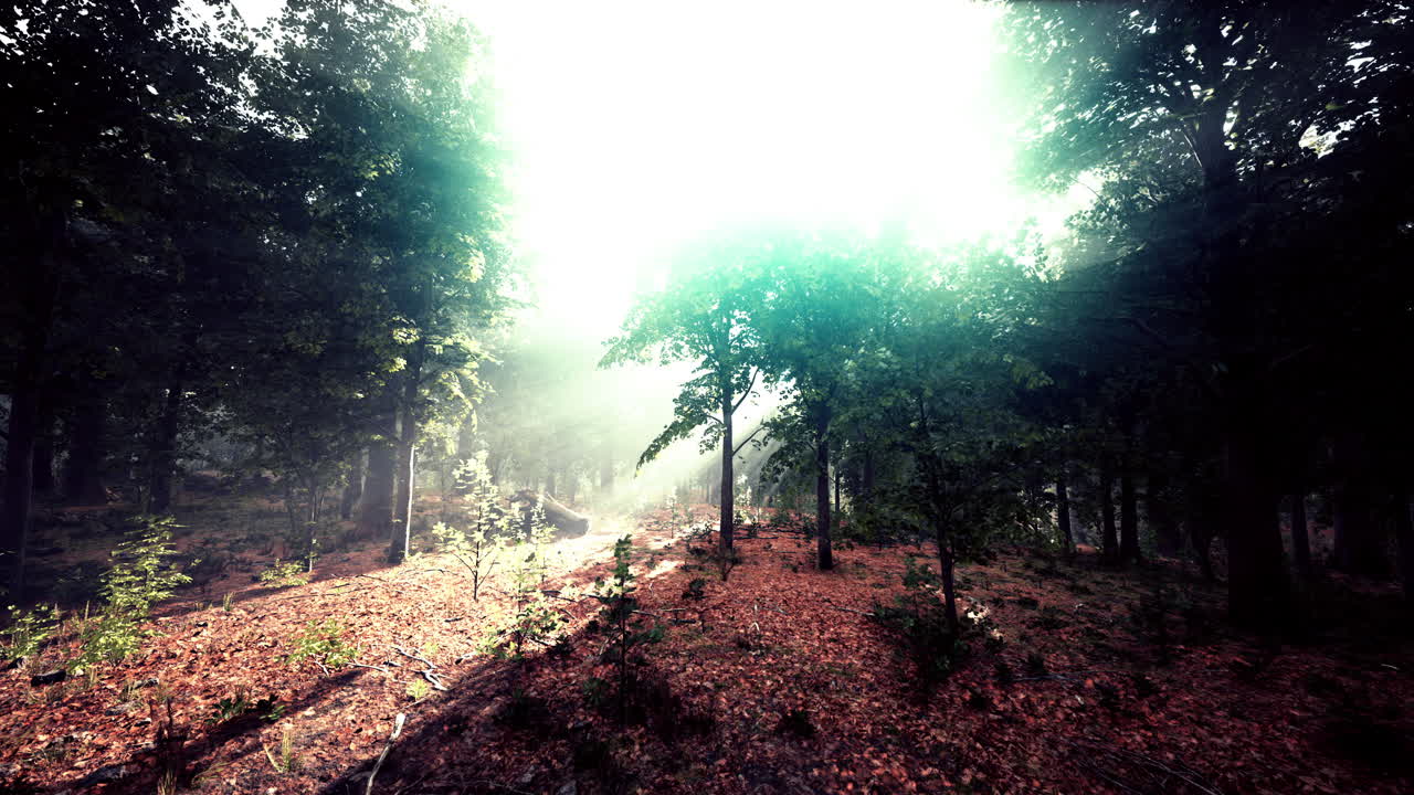 안개가 가득한 아침에 신비로운 나무