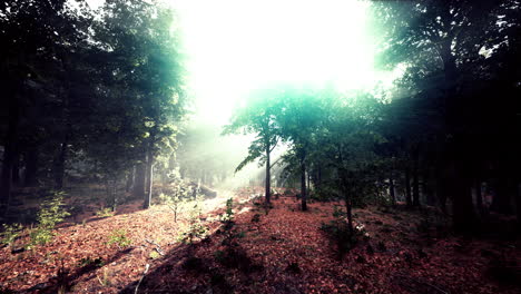 Mystical-wood-in-the-foggy-morning