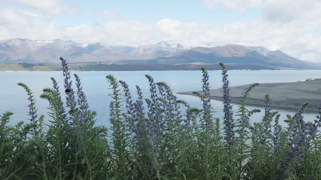 Lavender flowers beeing pollinated by bumblebees on a sunny summer day with Lake Pukaki and mountains behind, New Zealand.