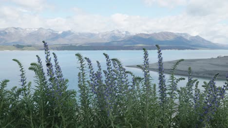 lavender flowers beeing pollinated by bumblebees on a sunny summer day with lake pukaki and mountains behind, new zealand.