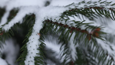 Frozen-branches