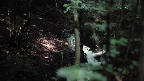 mysterious forest with a trail in between on a sunny autumn daywith sun rays hitting the ground